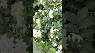 Rat Rani Plant ☘️ plant khusboo flowers naturemusic nature [upl. by Castra]