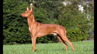 Podenco andaluz  Hogarmanía [upl. by Attah]