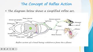 Reflex Action  Whats Reflex Action  COORDINATION [upl. by Cinnamon]