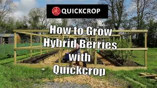 How to Grow Hybrid Berries with Quickcrop [upl. by Faustena]