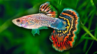 How to Care for Guppy Fish [upl. by Goodrow]