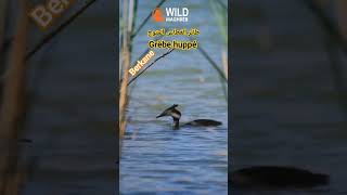 طائر الغطاس المتوجGrèbe huppé morocco berkane birds wildlife [upl. by Tevis]