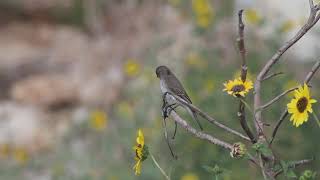 Spotted FlycatcherMuscicapa striata  חטפית אפורה [upl. by Otirecul980]