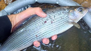 Big Chunky Grayling From A Deep Pool On The Local River Euro Nymphing For Beginners [upl. by Yelmene]