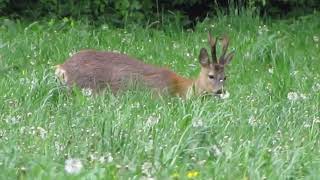 Ree – Capreolus capreolus  Annelies van Klinken [upl. by Dickman]