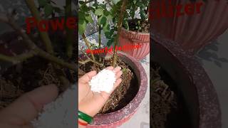 Egg shell fertilizer for plants gardeningfertilizer short videoplants [upl. by Dedra]