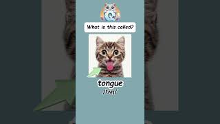 Can you call these cat body parts learnenglish dailyenglish english vocabulary learning [upl. by Asirac]