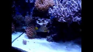 Five Different Species of Angel Fish in Reef Tank [upl. by Zohara]