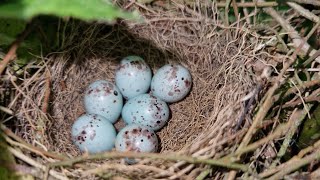 UK Bird Nests  Bullfinch Linnet Song Thrush amp Chiffchaff  Reed Bunting Bird Song [upl. by Aicitan]