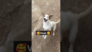 Viral ho ga ya dog ki video [upl. by Okorih]