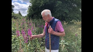 Rosebay Willowherb with John Feehan in July Wildflowers of Offaly series [upl. by Eisseb]