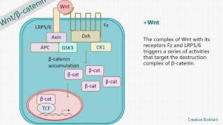 Wnt Signal Pathway [upl. by Dall]