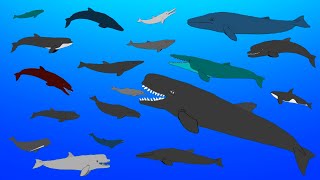 Extinct Prehistoric Whales  Animated Size Comparison [upl. by Lyda]