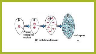 Endosperm development भ्रूणपोष विकास [upl. by Arammahs532]