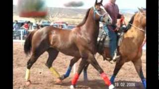 CABALLOS DEL PANTANAL GRUPO LABERINTO [upl. by Attelrahc686]