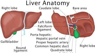 liver function  liver anatomy  liver of human body mrtech0307 [upl. by Alleuol577]