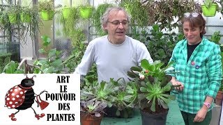 Tuto jardinage Aeonium arboreum comment faire une Bouture plantes vertes succulentegrasse [upl. by Kono200]