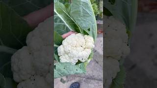 Best Cauliflower Year [upl. by Gonzalez]