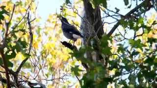 Pied Currawong calling [upl. by Gnut]