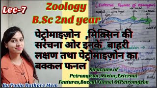 Structure of Petromyzon MixineExternal FeaturesBuccal Funnel OfPetromyzonZoology BSc 2nd year7 [upl. by Ever816]