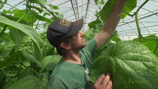 How To Trellis Greenhouse Cucumbers For More Harvests [upl. by Adhern]