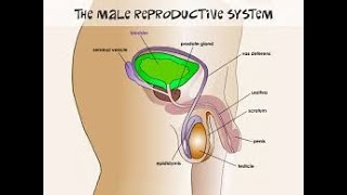 Reproductive system of Man xii Biology NBF Federal board [upl. by Mary]