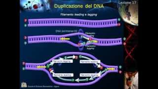 Citologia  Lezione 17 Duplicazione del DNA [upl. by Yessydo]