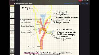 Zentrales amp peripheres Nervensystem  vegetatives Nervensystem N Vagus N phrenicus anatomy [upl. by Pen]