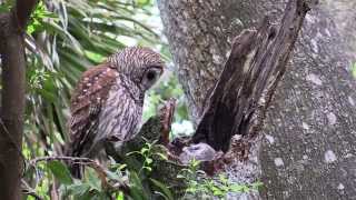 Nesting Barred Owl Part 1 [upl. by Nella]