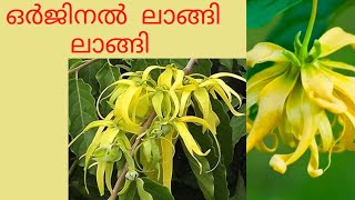 Orginal langi langi പെർഫ്യൂം ഇൻഡസ്ട്രിയിലെ അതികാ യകൻ [upl. by Shel406]