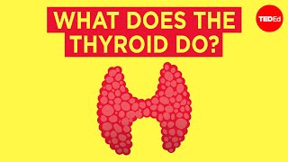 How does the thyroid manage your metabolism  Emma Bryce [upl. by Esojnauj]