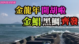 20240213金龍年開胡啦 金鯧黑鯛齊發釣魚大哥大釣餌 グレ胖 哭累胖 誘餌粉磯釣釣cá hồng đen大哥大 グレ胖開工金龍年 [upl. by Unhsiv82]