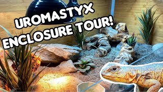 Uromastyx Enclosure Tour  Zen Habitats [upl. by Sarajane389]