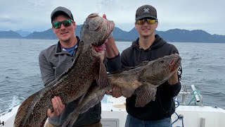 Alaskan lingcod halibut and rockfish [upl. by Buell]