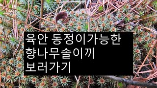 향나무솔이끼 Polytrichum juniperinum Willd ex Hedw [upl. by Nauqram]