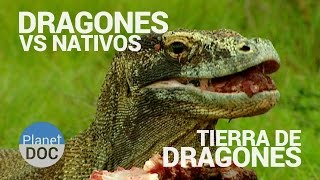 Dragones Vs Nativos Tierra de Dragones  Naturaleza  Planet Doc [upl. by Nemad]