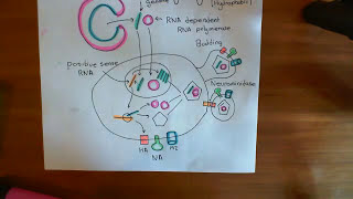 Influenza Virus  Replication Cycle Part 3 [upl. by Euqnomod]