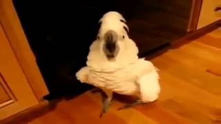 Lustige Papagei Lustige Tiere Funny parrot [upl. by Snej]