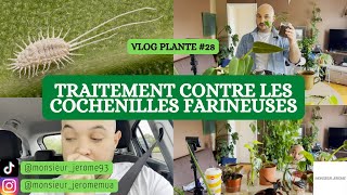 VLOG PLANTE N°28  TRAITEMENT COCHENILLES FARINEUSES [upl. by Nim]