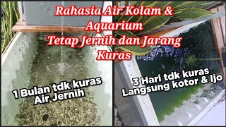 Efek Penggunaan Bakteri Pada Kolam Membuat Bening Terus [upl. by Diantha]