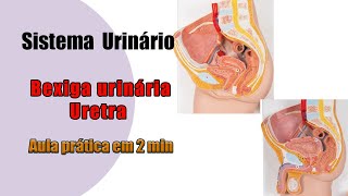 Anatomia Sistema Urinário  Bexiga urinária e uretra  Aula Prática [upl. by Wendt245]