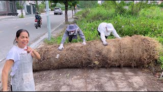 Neighbors said there was no sidewalk here until they saw under the giant roll of grass [upl. by Yul]