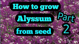 Seedlings in 4 days I sow this way How to Grow Alyssum Flower from Seeds  Alexas Garden [upl. by Kyl146]