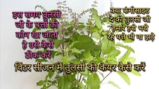 tulsi plant all care tips and khad  fungi site trending terracegardning gardening tulsi [upl. by Aidaas]