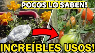 5 Usos ASOMBROSOS Del BICARBONATO En Las PLANTAS  Insecticida  Fungicida Casero Repele PLAGAS [upl. by Amasa]