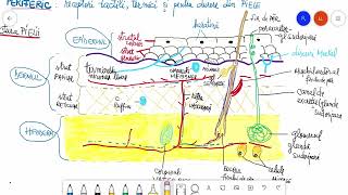 Analizatorul cutanat I  Structura pielii [upl. by Robinia]