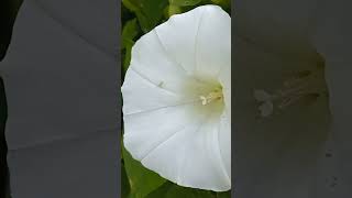 Elämänlanka Karhunköynnös Calystegia sepium 💚 elämänlanka kasvit nature plants [upl. by Egas]