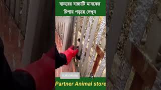 বানর মামা আজ মানকের চিপায়😎 When monkey falls in trap😎pets ytshort animals animalshorts shorts [upl. by Eniretac885]