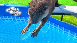 Rock Ice Is a Sweet Otter Life Day 823 [upl. by Emilio786]