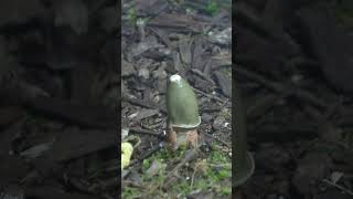 Stinkhorn Fruiting [upl. by Eenej]